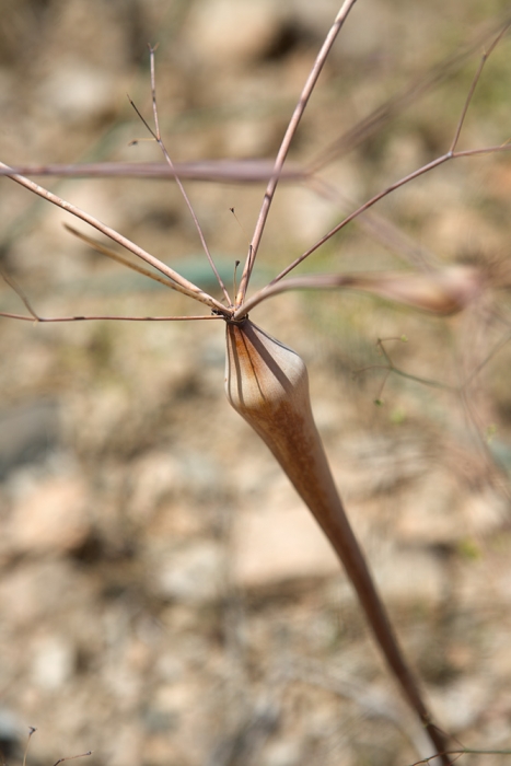 IMG_5198-spidery-plants-web1000.jpg