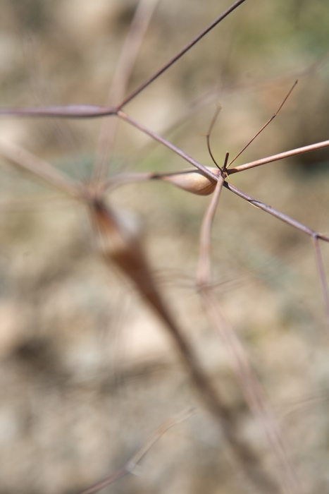 IMG_5199-spidery-plants-web1000.jpg