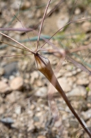 IMG_5203-spidery-plants-web1000.jpg