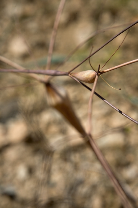 IMG_5205-spidery-plants-red-web1000.jpg