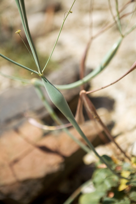 IMG_5230-spidery-plants-web1000.jpg