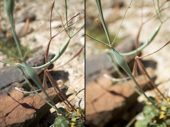 Desert Anemone diptych 2