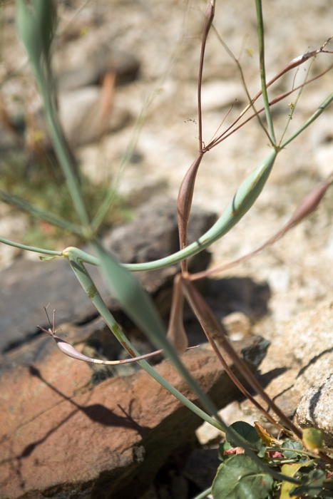 IMG_5231-spidery-plants-web1000.jpg