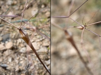 Desert Anemone diptych