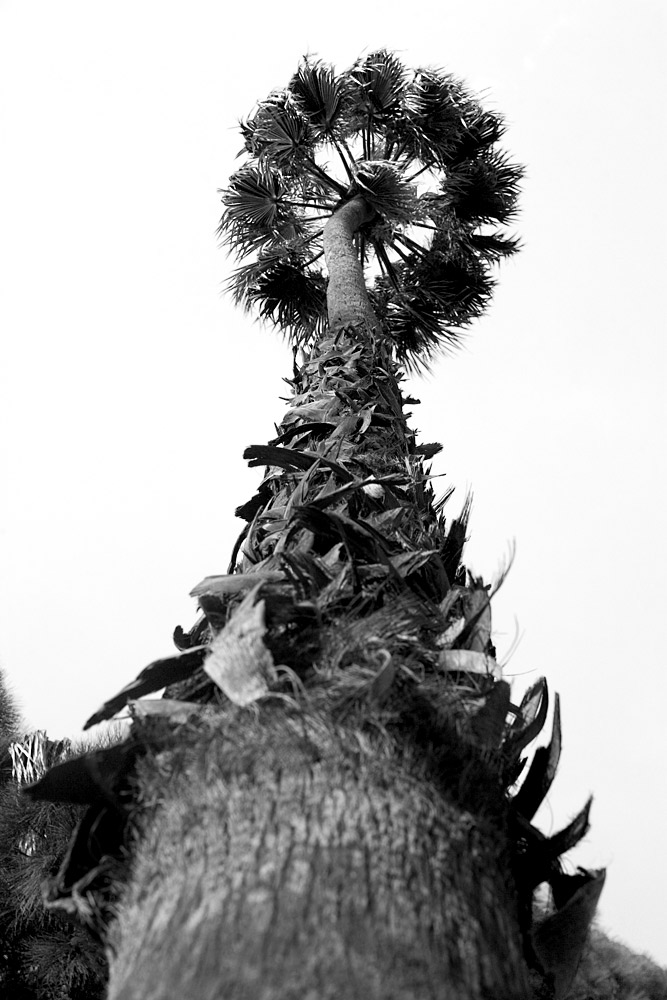 Towering Crown - b/w