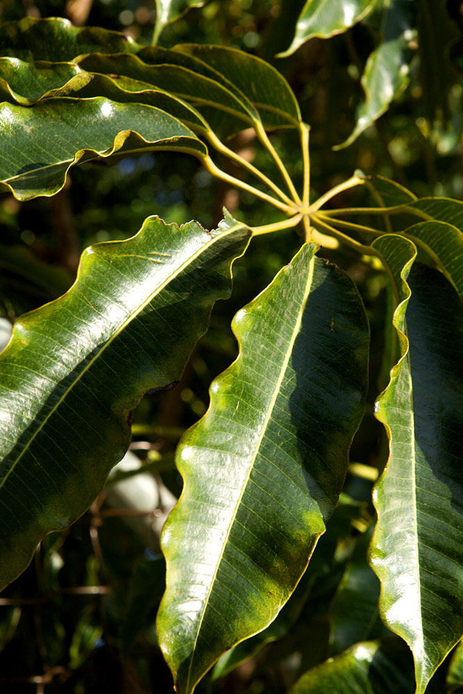 Ripples of Green - Microcosm