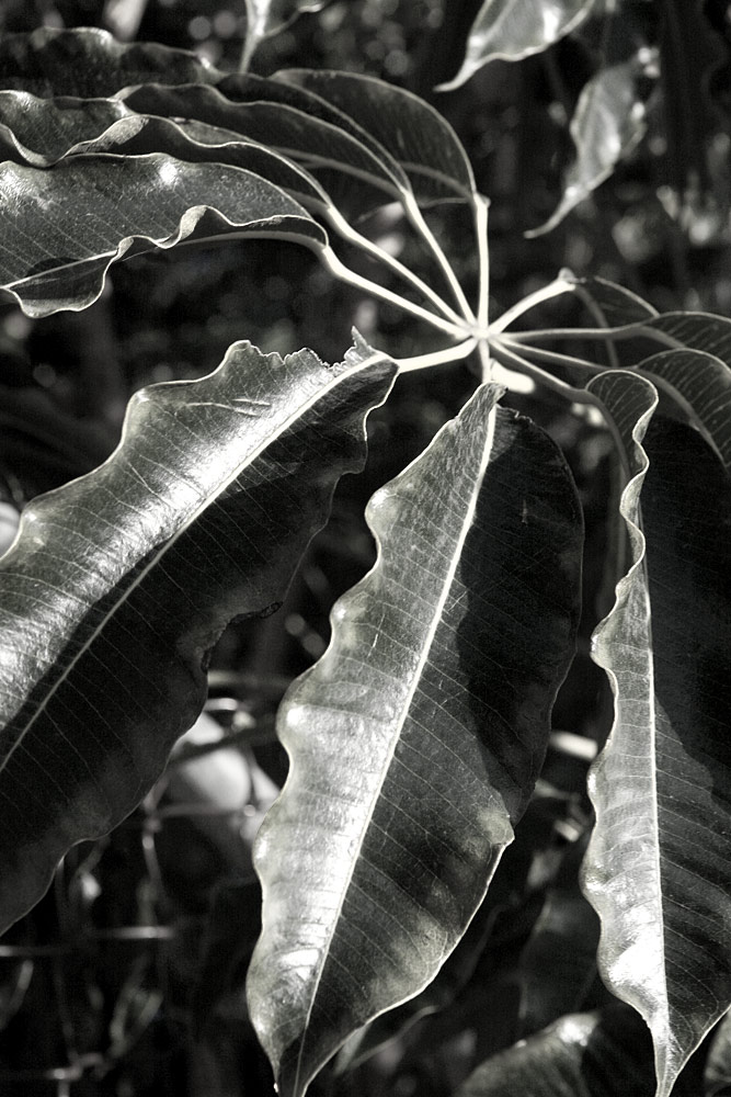 Ripples of Green - Microcosm - b/w