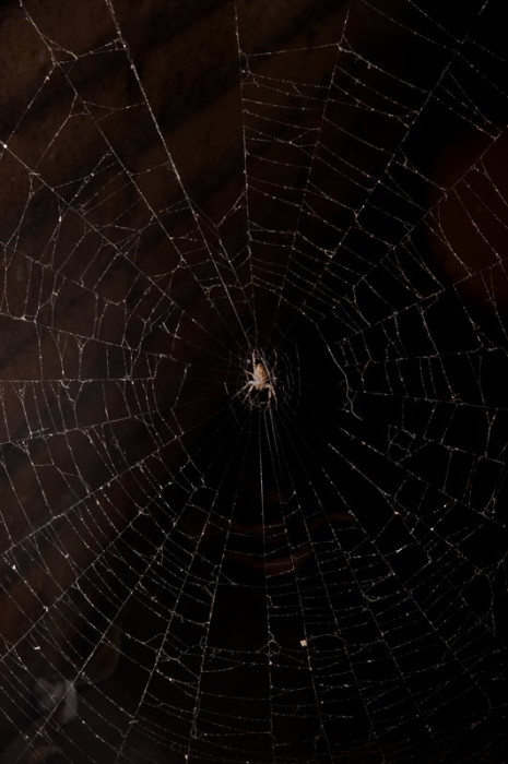 Spider in Web