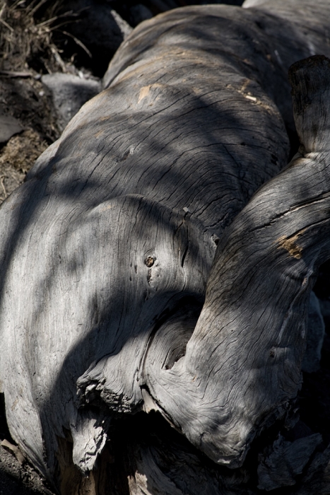 Tree Bodyscape - desaturated