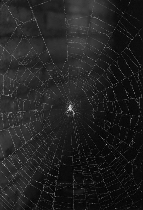 Spider in Web, b/w 3