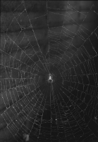 Spider in Web, b/w 5