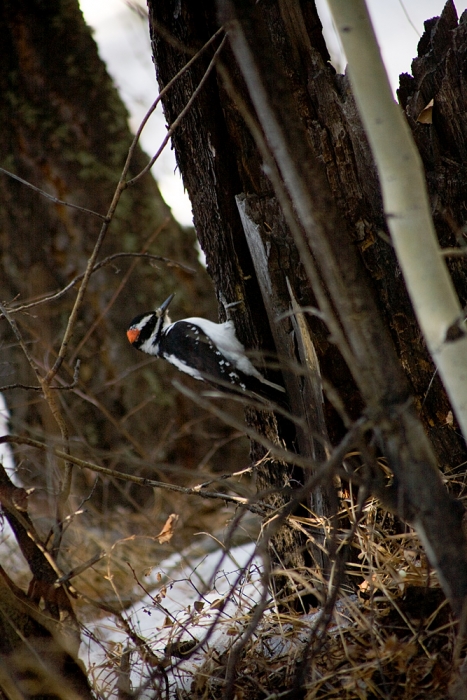 Woodpecker I