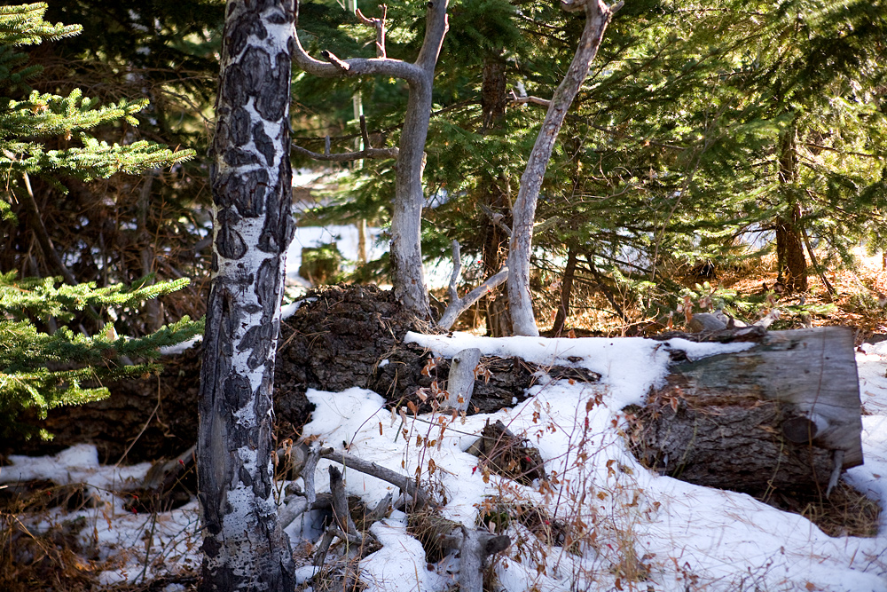 Snow Leopard in Camouflage