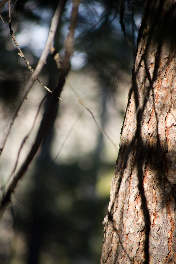 Branch and Trunk Abstract