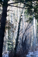 Ice Forest