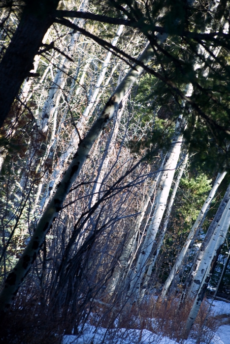 Ice Forest II