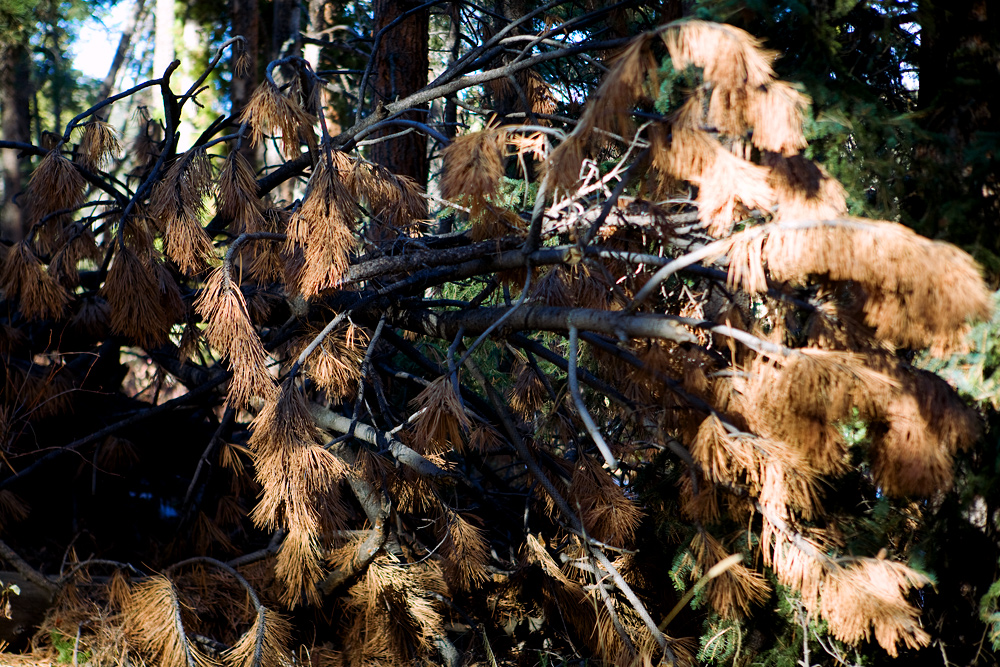 On Golden Fronds