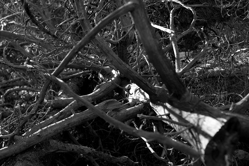 IMG_4830-ground-branch-2-web1000bw2.jpg