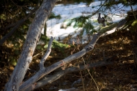 Branches and Berry