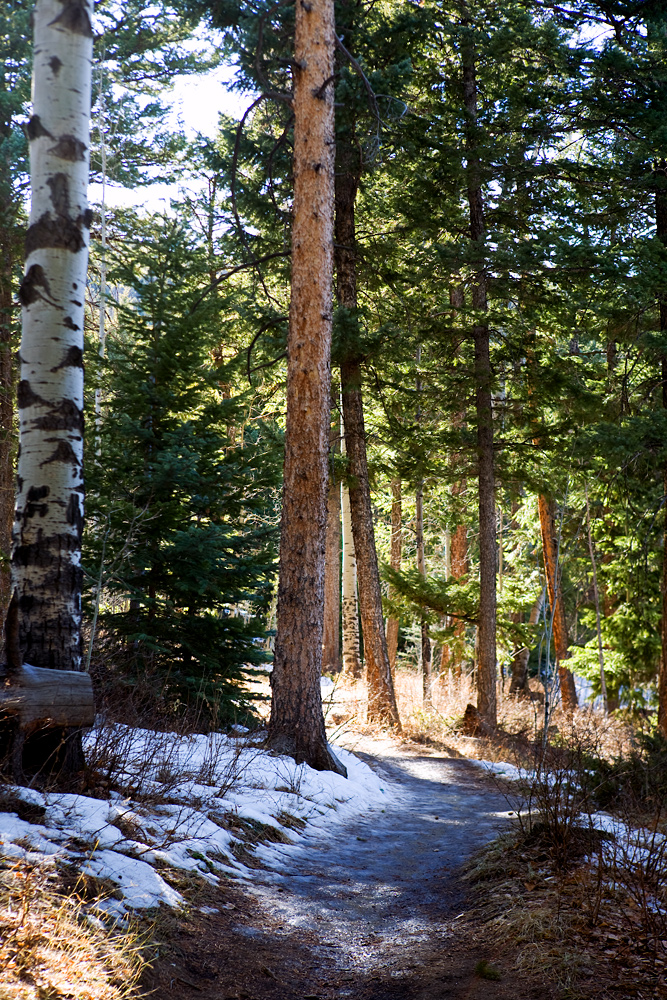 Tree-Lined Trail