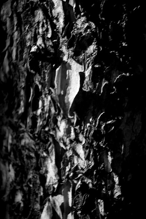 Bark Texture - b/w