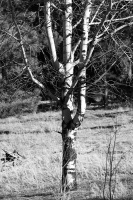 Pitchfork in the Hay - b/w