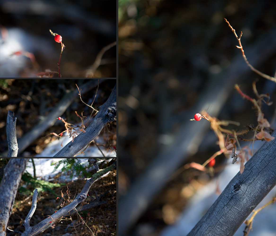 Branches and Berry - set I