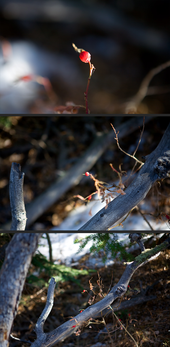 Branches and Berry - set II