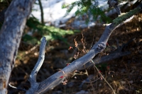 Branches and Berry II