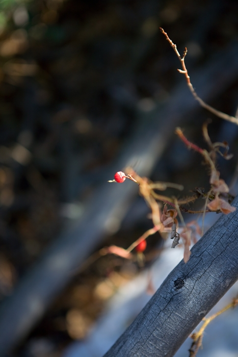 Branches and Berry IIIb