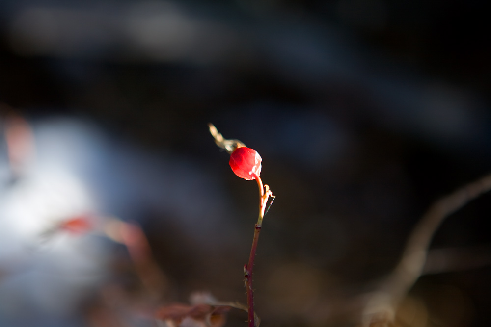 Red Berry