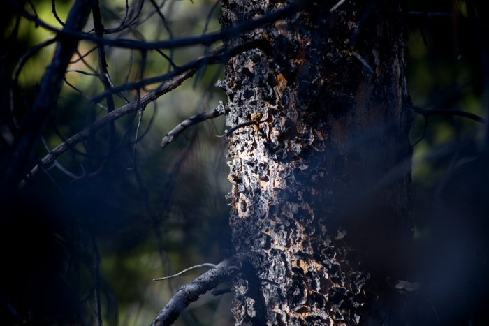 IMG_4992-bark-texture-web1000.jpg