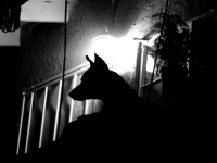 Black Dog on Stucco, b/w