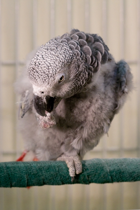 Foot Nibble - portrait crop