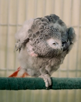 Palindrome Preen - portrait crop