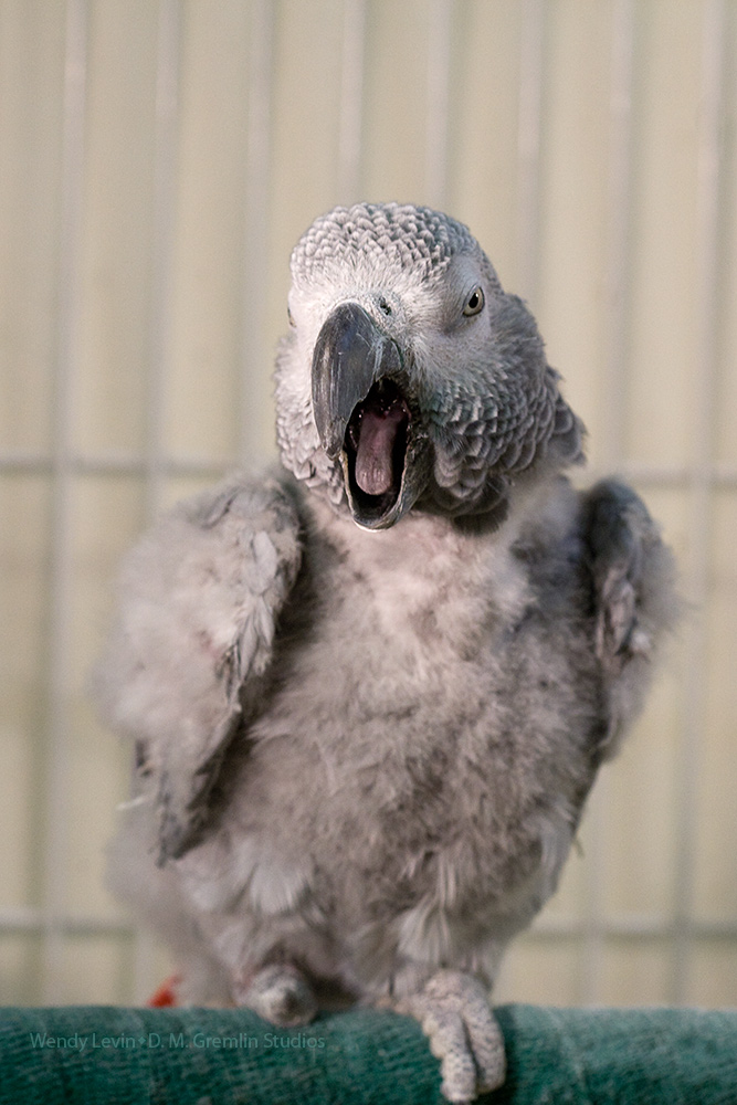 Yawn - portrait crop