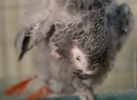 Crazy Fluff Preen