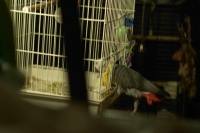 Henry's Cage Raid