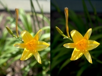 Day Flower/Night Flower diptych