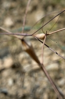 IMG_5205-spidery-plants-web1000.jpg