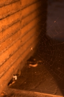 Spider at Twilight