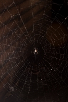 Spider in Web 2