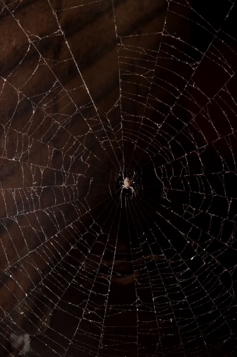 Spider in Web 3