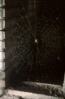 Spider in Web, color