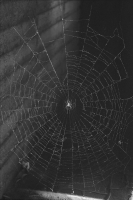 Spider in Web, b/w 1