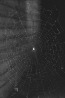 Spider in Web, b/w 4