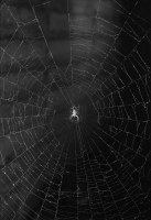 Spider in Web, b/w 3