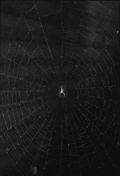 Spider in Web, b/w 6