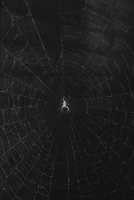Spider in Web, b/w 7