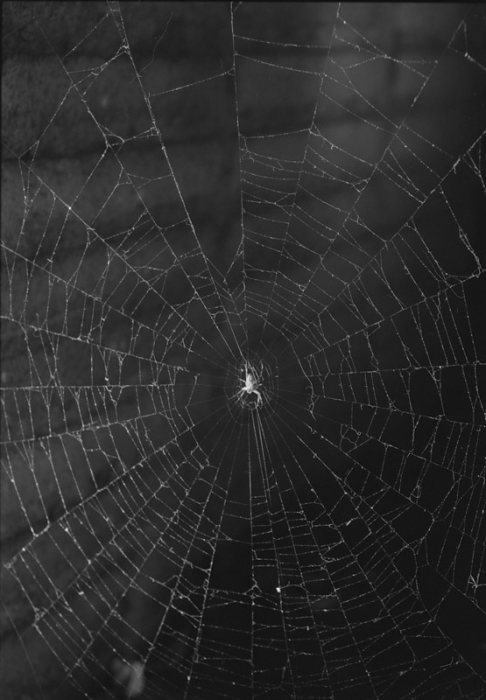 Spider in Web, b/w 5